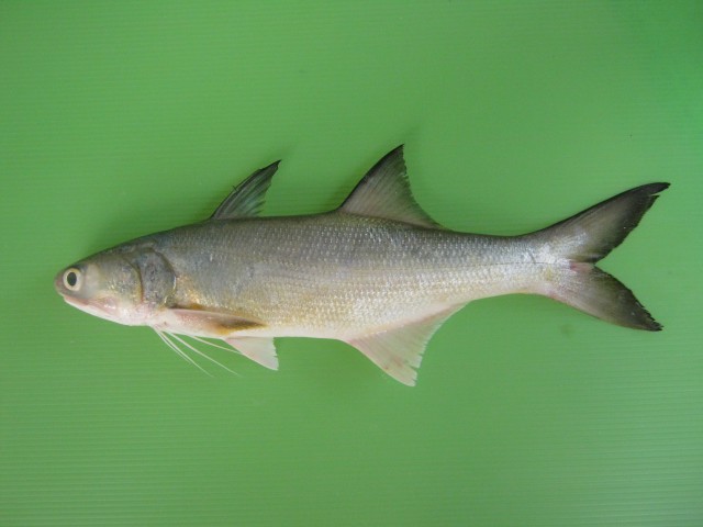 Fourfinger threadfin