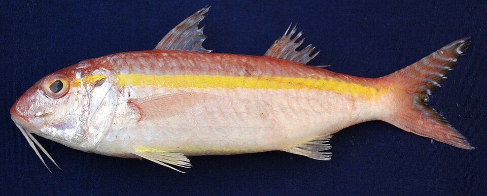 Goldband goatfish
