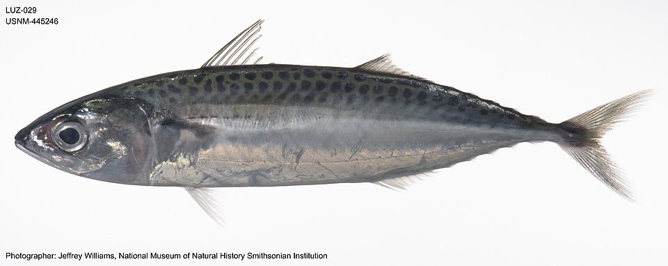 Island mackerel